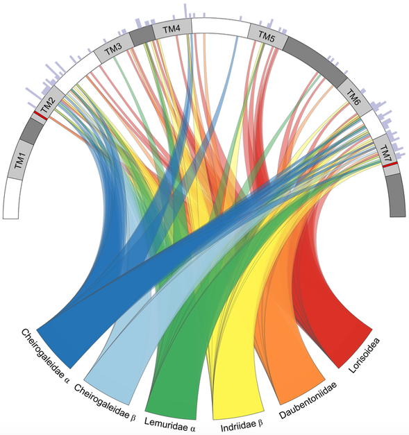 Patterns of positive selection in lemur V1Rstrep